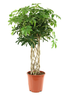 Шеффлера Компакта цилиндр