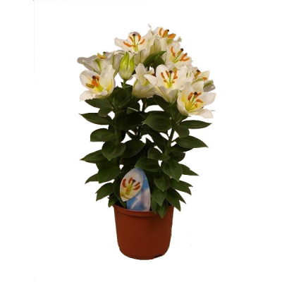 Лилия ориентал микс