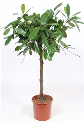 Фикус циатистипула штамб