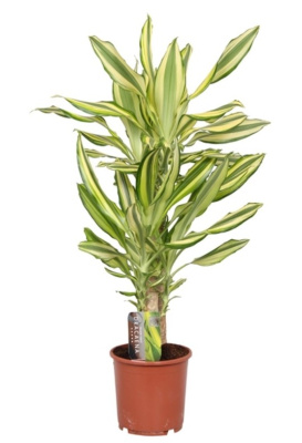 Драцена фрагранс Елоу Кост (2 ствола)