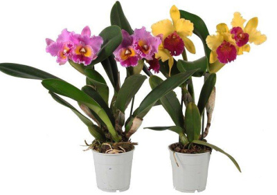 Орхидея Каттлея