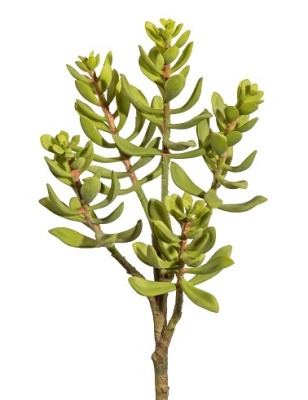 Крассула ветка