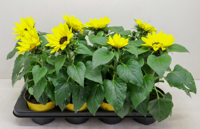 Гелиантус (Подсолнух) 