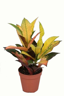 Кротон (Кодиеум) Айстон