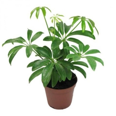 Шеффлера Лузеана