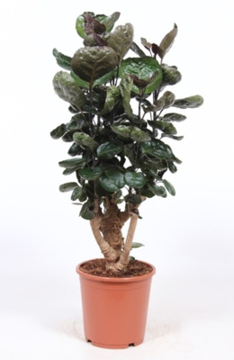 Полисциас Фабиан (Аралия)