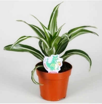 Драцена фрагранс Грин-Уайт