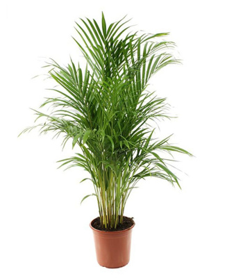 Хризалидокарпус (Арека, дипсис)