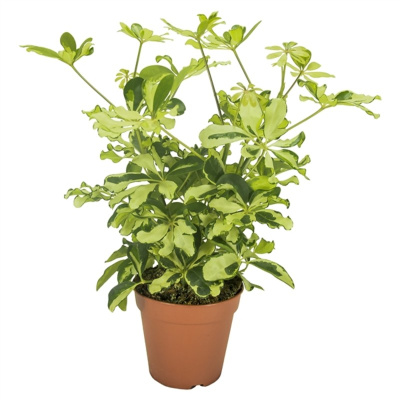 Шеффлера Шарлотта