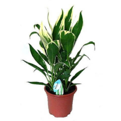 Кордилина Конга