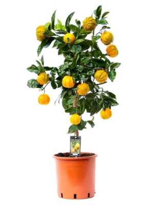 Цитрус Каналикулата