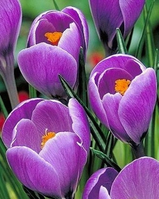 КРОКУС CROCUS REMEMBRANCE 10шт