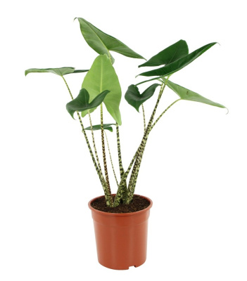 Алоказия Зебрина