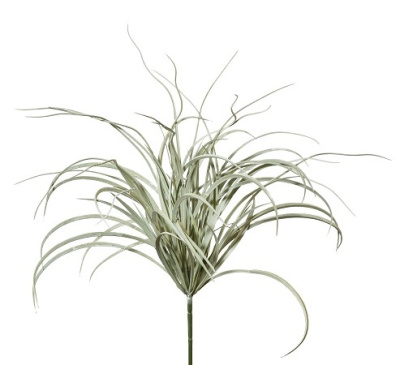 Взморник куст