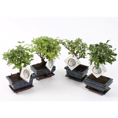 Бонсай микс