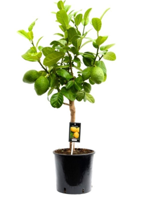 Цитрус Бергамот