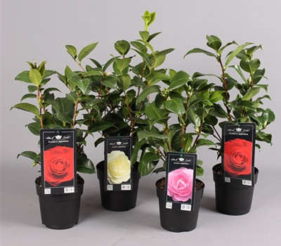 Камелия японская микс