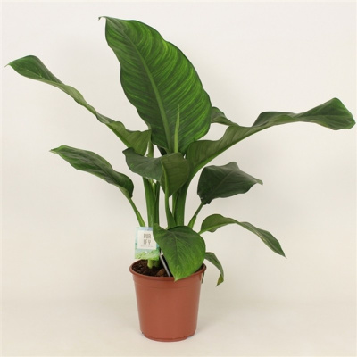 Диффенбахия Биг Бен