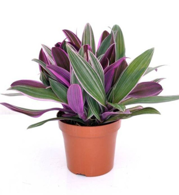 Традесканция Ситара