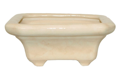 Бонсайница Квадрат гончарка