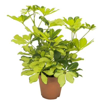 Шеффлера Мелани