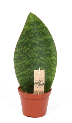 Сансевиерия Виктория