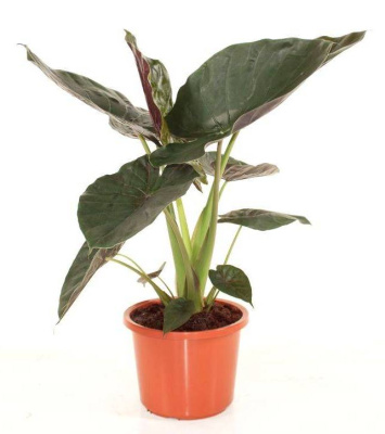 Алоказия Венти