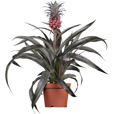 Ананас Пацифико