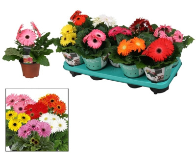 Гербера микс