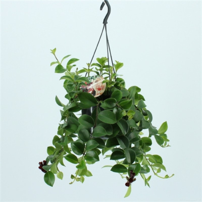 Эсхинантус Мона Лиза