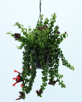 Эсхинантус Раста