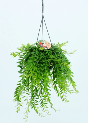 Эсхинантус Яфролепис (Джэфролепис)