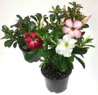 Адениум обесум (Пустынная роза)