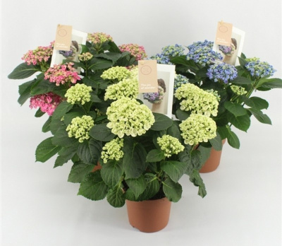 Гортензия Микс (Гидрангея)