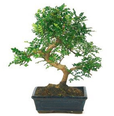 Зантоксилум Бонсай