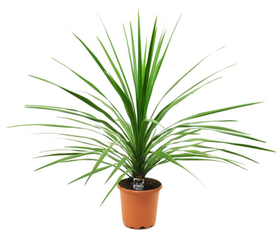 Кордилина Пеко