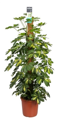 Шеффлера Голд Капелла моссток