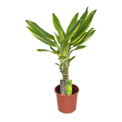 Драцена фрагранс Голден Кост (1 ствол)