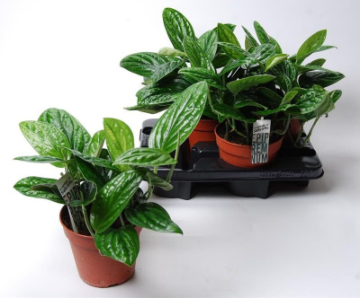 Эпипремнум Ауреум Марбл Планет