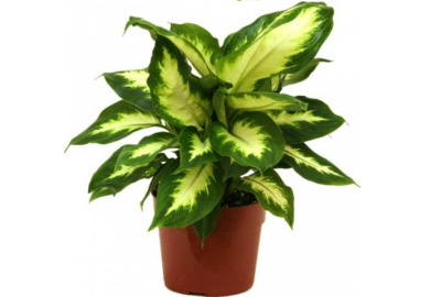 Диффенбахия Камилла