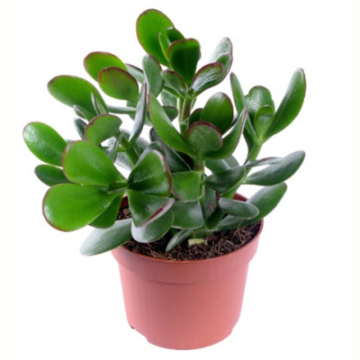 Крассула овата (Денежное дерево)