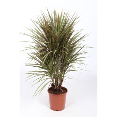 Драцена Маргината Биколор разветвленная