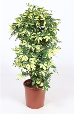 Шеффлера Тринитти разветвленная