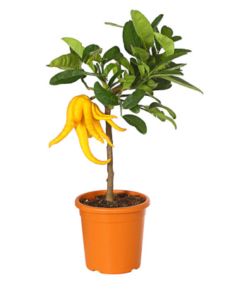 Цитрус Рука Будды (Цитрон пальчатый)