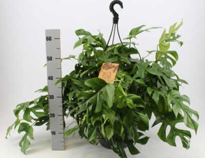 Монстера  Минима подвесная