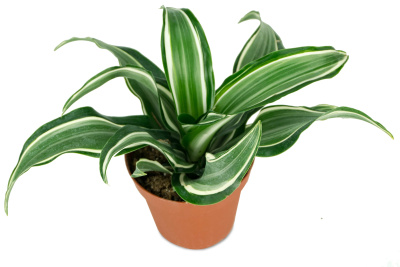 Драцена фрагранс Джейд Джевел