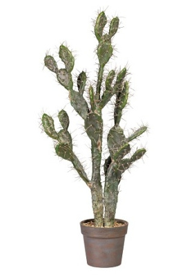 Кактус опунция в кашпо