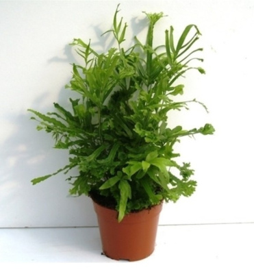 Птерис критский Roeweri