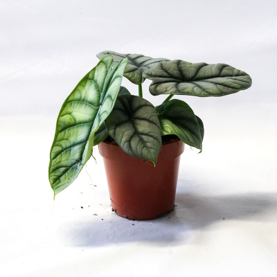 Алоказия Silver Dragon