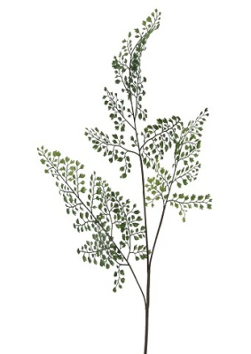 Адиантум ветка